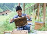 Không tìm được việc, chàng trai về quê nuôi ong kiếm vài trăm triệu ngon ơ