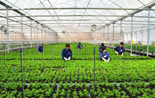 Hàn Quốc tiếp tục cho phép lao động E9 hết hạn hợp đồng được chuyển sang làm lao động thời vụ tạm thời