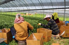 Tuyển lao động thời vụ ngành nông nghiệp làm việc tại Hàn Quốc